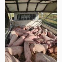 Продаем поросят в большом количестве