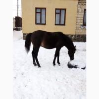 Продам чистокровного Гуцула