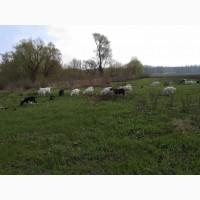 Продам стадо коз с козлятами