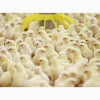 Бройлера Кобб 500