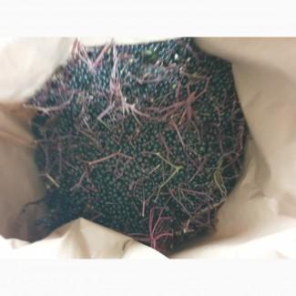 Куплю бузину