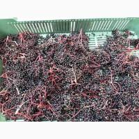 Куплю бузину