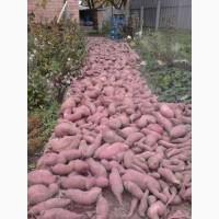 Батат-гигант клубни и рассада с белой мякотью дешево 20 грн