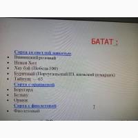 Батат-гигант клубни и рассада с белой мякотью дешево 25 грн