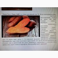 Батат-гигант клубни и рассада с белой мякотью дешево 25 грн