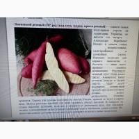 Батат-гигант клубни и рассада с белой мякотью дешево 25 грн