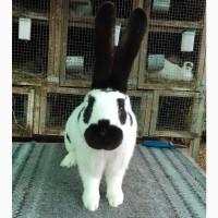 Німецький строкач