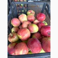 Яблуко ранні Слава Переможцям