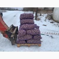 Продам картоплю