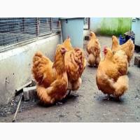 Продається яйце інкубаційне, курчата. Орпінгтон палевий, лаванда, зозулений