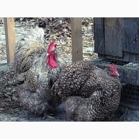 Продається яйце інкубаційне, курчата. Орпінгтон палевий, лаванда, зозулений