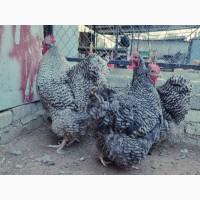 Продається яйце інкубаційне, курчата. Орпінгтон палевий, лаванда, зозулений