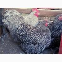 Продається яйце інкубаційне, курчата. Орпінгтон палевий, лаванда, зозулений