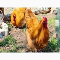 Продається яйце інкубаційне, курчата. Орпінгтон палевий, лаванда, зозулений