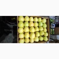 Продам яблука Голден Декоста