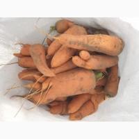 Продам моркву 2 сорт