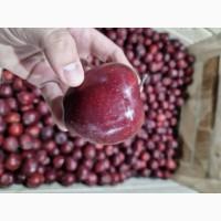 Продам якісні товарні яблука. Зимові сорти. Тернопільська область