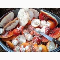 Мухомор червоний, сушені капелюшки мухомору(Аmanita muscaria), Черкаськая обл