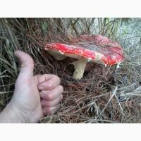 Мухомор червоний, сушені капелюшки мухомору(Аmanita muscaria), Черкаськая обл