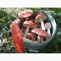 Мухомор червоний, сушені капелюшки мухомору(Аmanita muscaria), Черкаськая обл