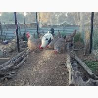 Інкубаційне яйце. Курчата, Доркінг золото, срібло