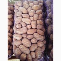 Продам картоплю кубанка, бела-роса