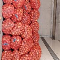 Продам цибулю сорт шутутгарт