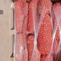 Продам цибулю сорт шутутгарт