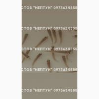 Подрощеная личинка судака