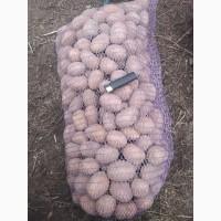 Продам картоплю