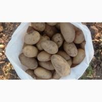 Продам картоплю