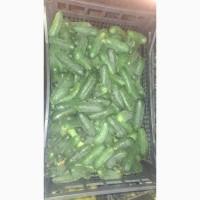 Продам огірок сорту Бьорн