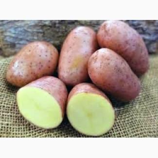 Посадкова картопля Ред Леді Львівська область купити з доставкою, роздріб від 10 кг
