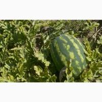 Продам кавун Арашан F1