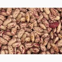 Сортова квасоля гуртом з доставкою