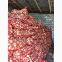 Продам цибулю штутгарт на зелене перо