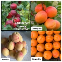 Саджанці Абрикоса та Персика найкращі сорти