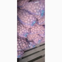 Продам посадкову картоплю Алюет