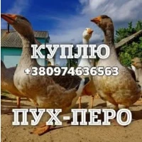 Куплю Пух перо пір#039;я Гусине Качине та старі перини подушки