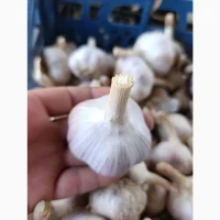 Продам часник
