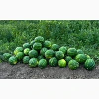 Продам кавун
