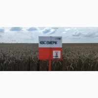Насіння озимої пшениці КВС Емерик
