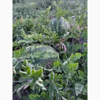 Продам сортові кавуни, сорт Карістан