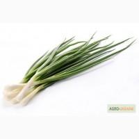 Продам зеленый лук (перо) и другую зелень