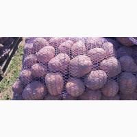 Продам товарну картоплю, білороза