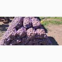 Продам товарну картоплю, білороза