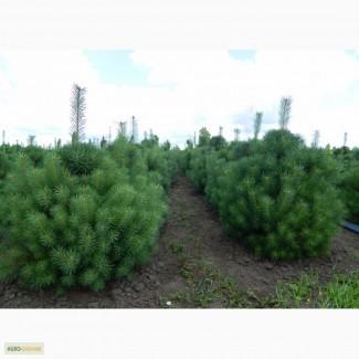 Продам сосна чорна, саджанець сосни, саженец