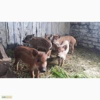 Продам поросят породы Мангал