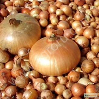 Лук, лук севок, тыканка, арпажик, арбажик