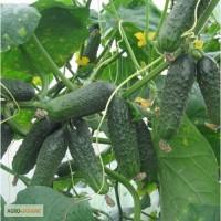Продам семена Огурец Зятек F1